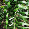 Seashore Palm (Allagoptera arenaria)
