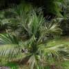 Seashore Palm (Allagoptera arenaria)