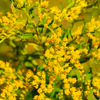 Seaside Goldenrod (Solidago sempervirens)