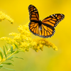 Seaside Goldenrod (Solidago sempervirens)