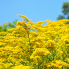 Seaside Goldenrod (Solidago sempervirens)