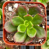 Sedeveria Letizia
