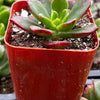 Sedeveria Letizia