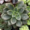 Sedum Spring Glow