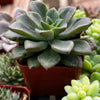 Sedum Spring Glow