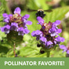 Self-Heal Seed Pouch