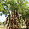 Senegal Date (Phoenix reclinata)