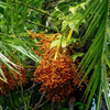 Senegal Date (Phoenix reclinata)