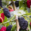 Mulberry 'Shangri La' (Morus alba x rubra)