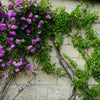 5 PURPLE CLIMBING ROSE Rosa Bush Vine Climber Fragrant Butterfly Flower Seeds