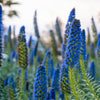 40 Blue PRIDE OF MADEIRA Echium Candicans Fastuosum Nectar Flower Seeds