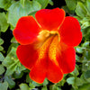 100 Twinkle RED MONKEY FLOWER Mimulus Seeds
