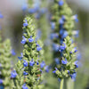 1000 CHIA SAGE / SALVIA Salvia Hispanica Flower Seeds