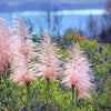 200 Ornamental PINK PAMPAS GRASS Cortaderia Selloana Rosea Seeds