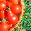 100 RED PEAR TOMATO Lycopersicon Heirloom Indeterminate Fruit Vegetable Seeds
