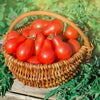 100 RED PEAR TOMATO Lycopersicon Heirloom Indeterminate Fruit Vegetable Seeds
