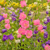 100 MIXED CANTERBURY BELLS - Crown Mix Campanula Medium Flower Seeds