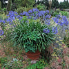 25 BLUE LILY of the NILE Agapanthus Orientalis African Lily Flower Seeds