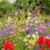 100 MIXED CANTERBURY BELLS - Crown Mix Campanula Medium Flower Seeds