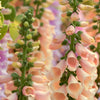 250 APRICOT BEAUTY FOXGLOVE Digiitalis Purpurea Flower Seeds