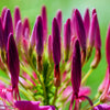 100 VIOLET QUEEN CLEOME Hassleriana Cleome Spinosa Purple Spider Flower Seeds