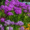 Tall Purple Phlox Seeds – Paniculata Garden Summer Native Hummingbird Flower – photo 8