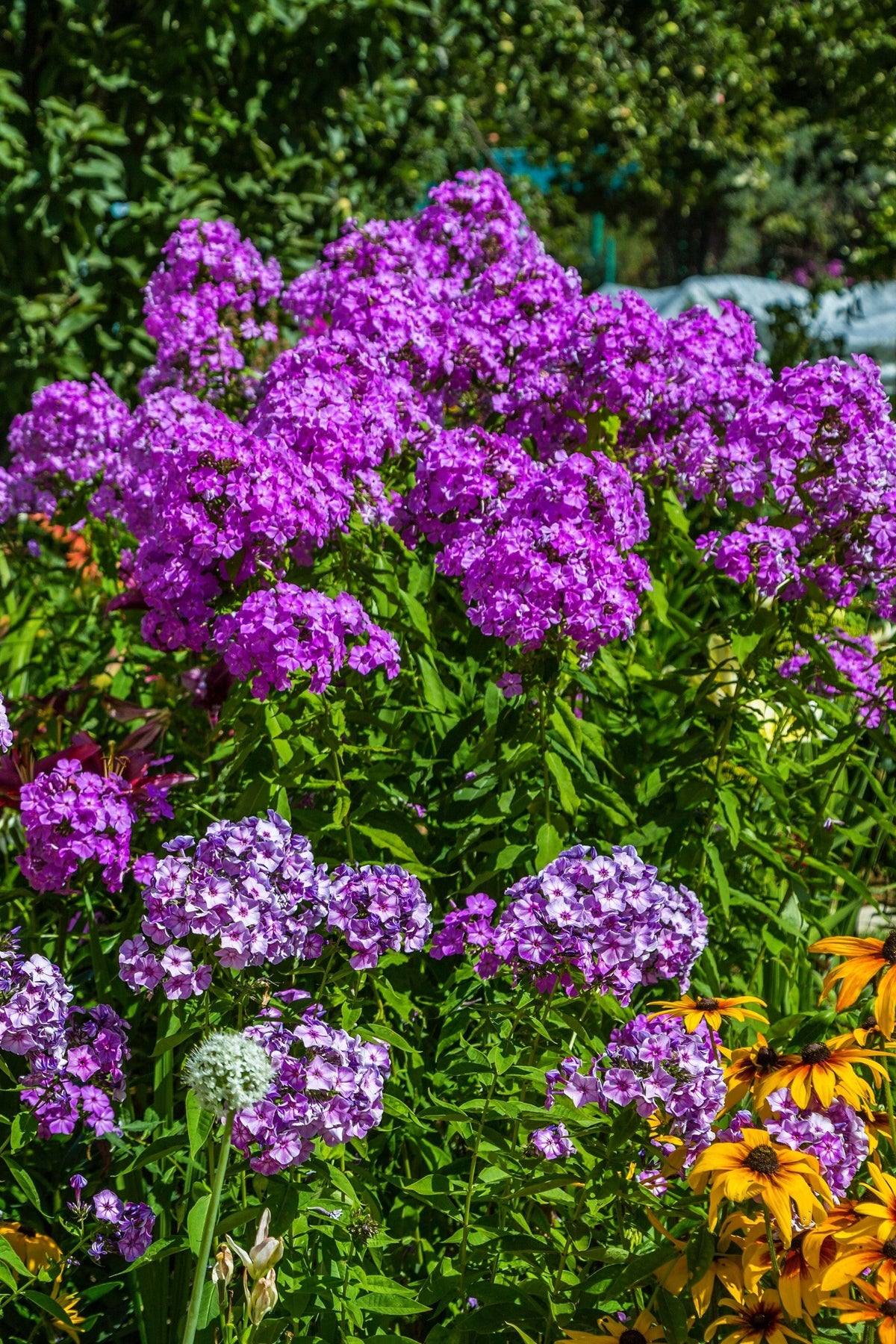 Tall Purple Phlox Seeds – Paniculata Garden Summer Native Hummingbird Flower – photo 8