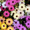20 MIXED COLORS OSTEOSPERMUM Ecklonis African Cape Daisy Flower Seeds