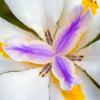 25 WHITE AFRICAN IRIS Fortnight Lily Dietes Iridioides Vegeta aka Cape or Butterfly Iris Yellow Purple Flower Seeds