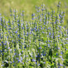 1000 CHIA SAGE / SALVIA Salvia Hispanica Flower Seeds
