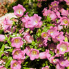 200 Rose Pink CANTERBURY BELLS - CAMPANULA Medium Flower Seeds