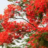 10 ROYAL POINCIANA TREE Delonix Regia aka Red Flame Flamboyant Tree Peacock Flower Seeds