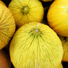 50 Golden Beauty CASABA MELON Cucumis Melo Fruit Seeds