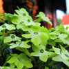 100 LIME GREEN NICOTIANA Alata Flowering Tobacco Seeds