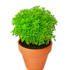 500 DWARF GREEK BASIL Ocimum Basilicum Fragrant Spicy Small Bright Green Leaf Herb Seeds