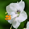 50 WHITE Polemonium Caeruleum JACOB'S LADDER Flower Seeds