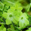 100 LIME GREEN NICOTIANA Alata Flowering Tobacco Seeds