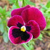 50 RASPBERRY BLOTCH PANSY Swiss Giant Viola Wittrockiana Pink Flower Seeds