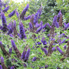 50 Dark PURPLE BUTTERFLY BUSH Buddleja Davidii Hummingbird Shrub Fragrant Flower Seeds