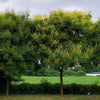 10 DWARF GOLDEN RAIN TREE Koelreuteria Paniculata Nana Yellow Flower Seeds