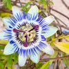 10 Blue Crown PASSION FLOWER / Passion FRUIT Passiflora Caerulea Orange Fruit Vine Seeds
