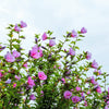 25 Dark Pink ROSE Of SHARON HIBISCUS Syriacus Flower Tree Bush Seeds