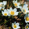 25 WHITE ANEMONE Pulsatilla Vulgaris PASQUE flower Seeds