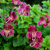 250 TIGER MONKEY Mixed Colors Mimulus Tigrinus Flower Seeds