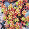 150 MIXED SEDUM Stonecrop Succulent Groundcover Red White Yellow Pink Purple Flower Seeds