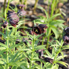 10 CHOCOLATE LILY Black Kamchatka Brown Fritillaria Camschatcensis Flower Seeds