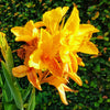 5 YELLOW CANNA LILY Indian Shot Canna Indica Flower Seeds