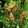 50 APRICOT BEAUTY STATICE Limonium Sinuatum Sea Lavender Flower Seeds