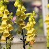 100 YELLOW FOXGLOVE Digitalis Grandiflora Sun or Shade Pollinator aka Large Foxglove or Big-Flowered Foxglove - Flower Seeds