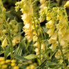 100 YELLOW FOXGLOVE Digitalis Grandiflora Sun or Shade Pollinator aka Large Foxglove or Big-Flowered Foxglove - Flower Seeds